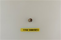 藏品(灰白陸寄居蟹)的圖片